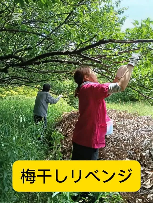 梅干しリベンジ💪