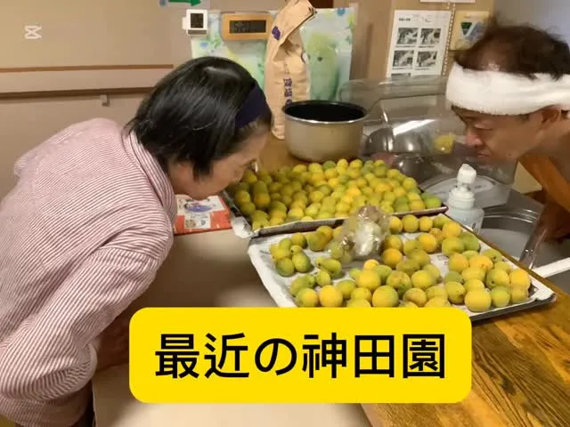 最近の神田園は、、、