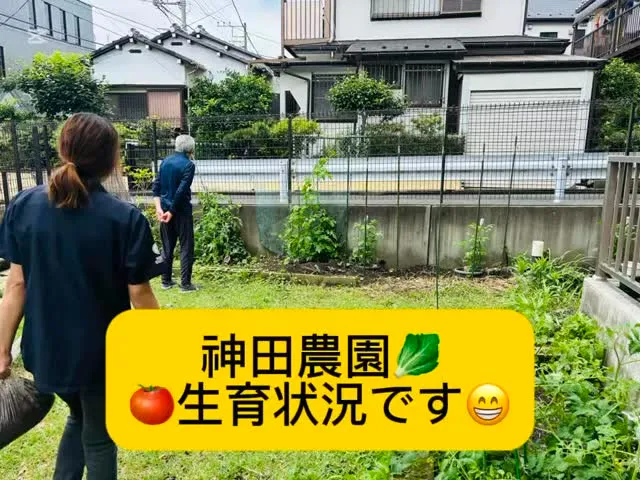 家庭菜園の様子です